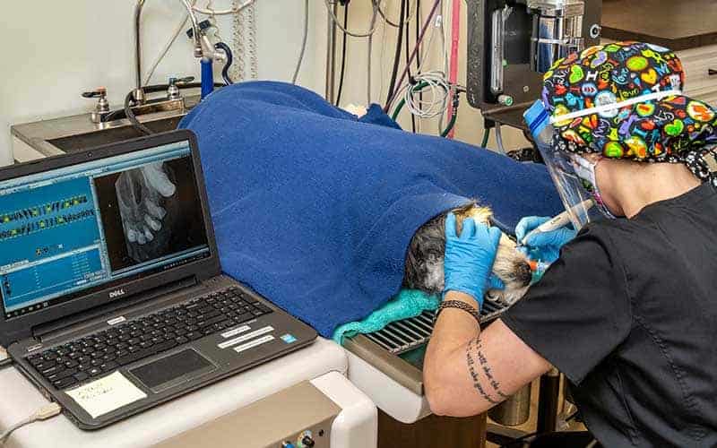 Veterinarian performing dental care Veterinarian performing dental care