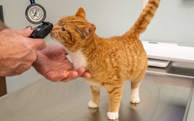 Cat investigating stethescope Cat investigating stethescope