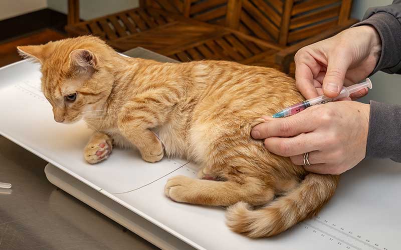 Cat receiving vaccination Cat receiving vaccination