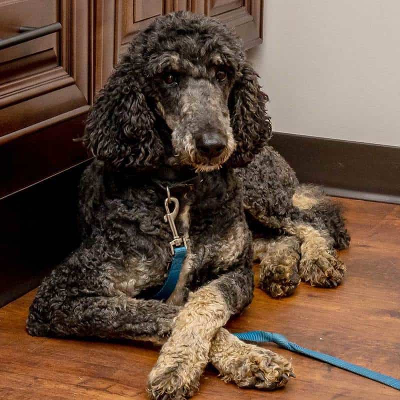 Dog laying on ground