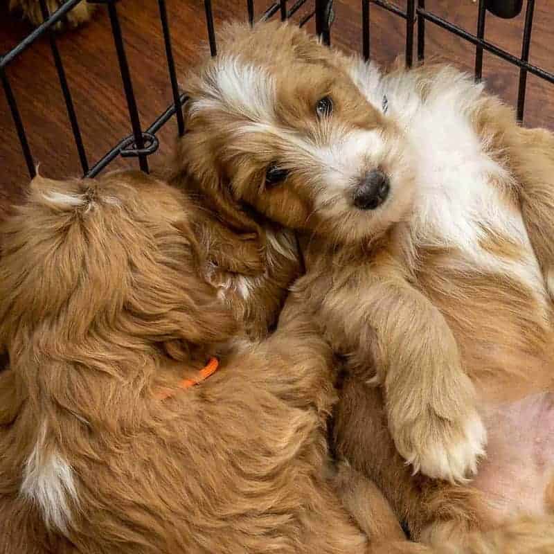 Puppies resting
