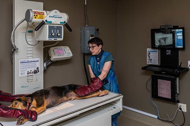 One of our patients being given an x-ray One of our patients being given an x-ray