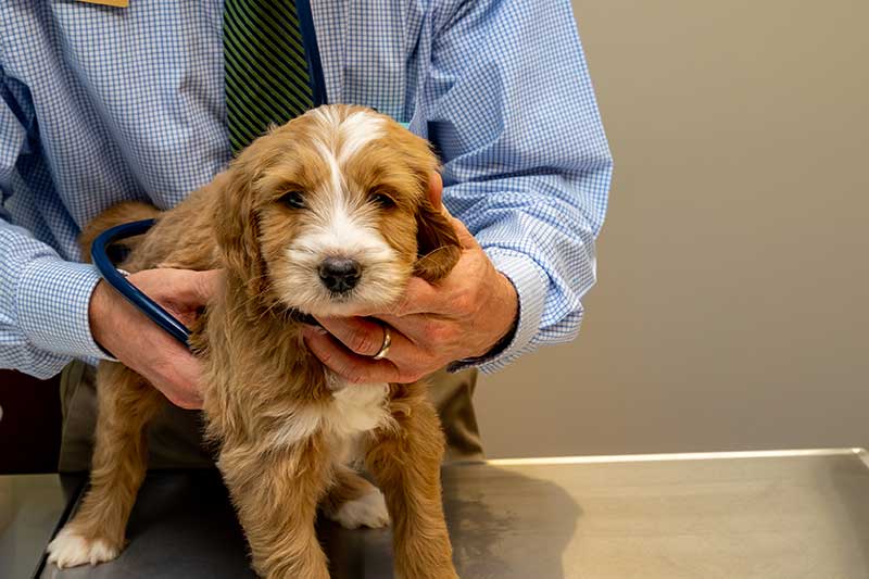 Puppy being checked with a stethoscope Puppy being checked with a stethoscope