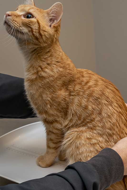 A cat being given a shot A cat being given a shot
