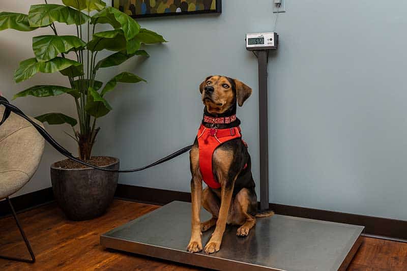 A canine patient being weighed.