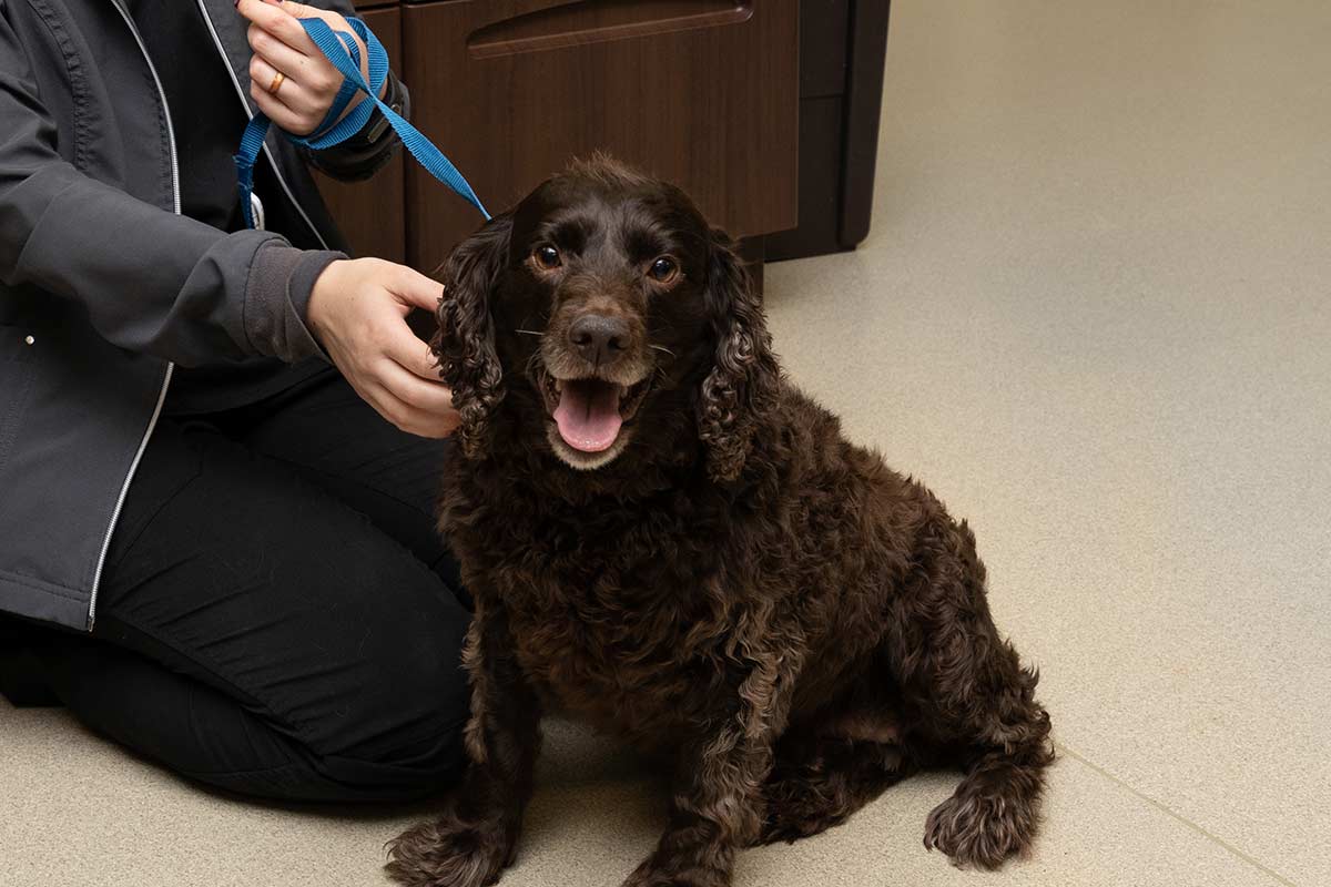 A canine patient with our staff. A canine patient with our staff.