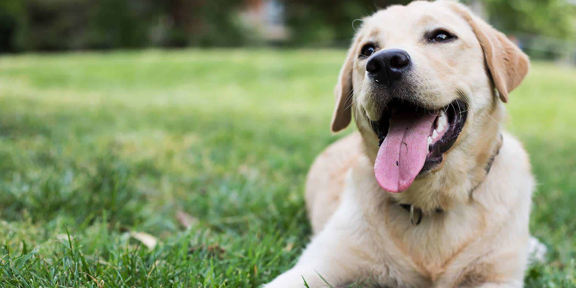 A dog laying outside