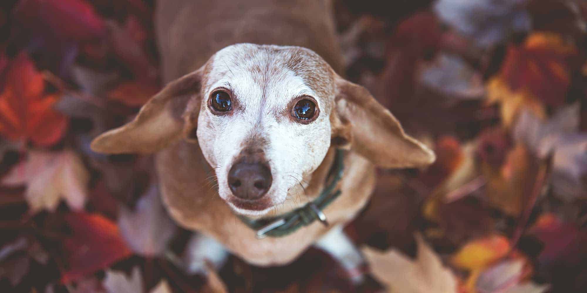An old dog looking upwards