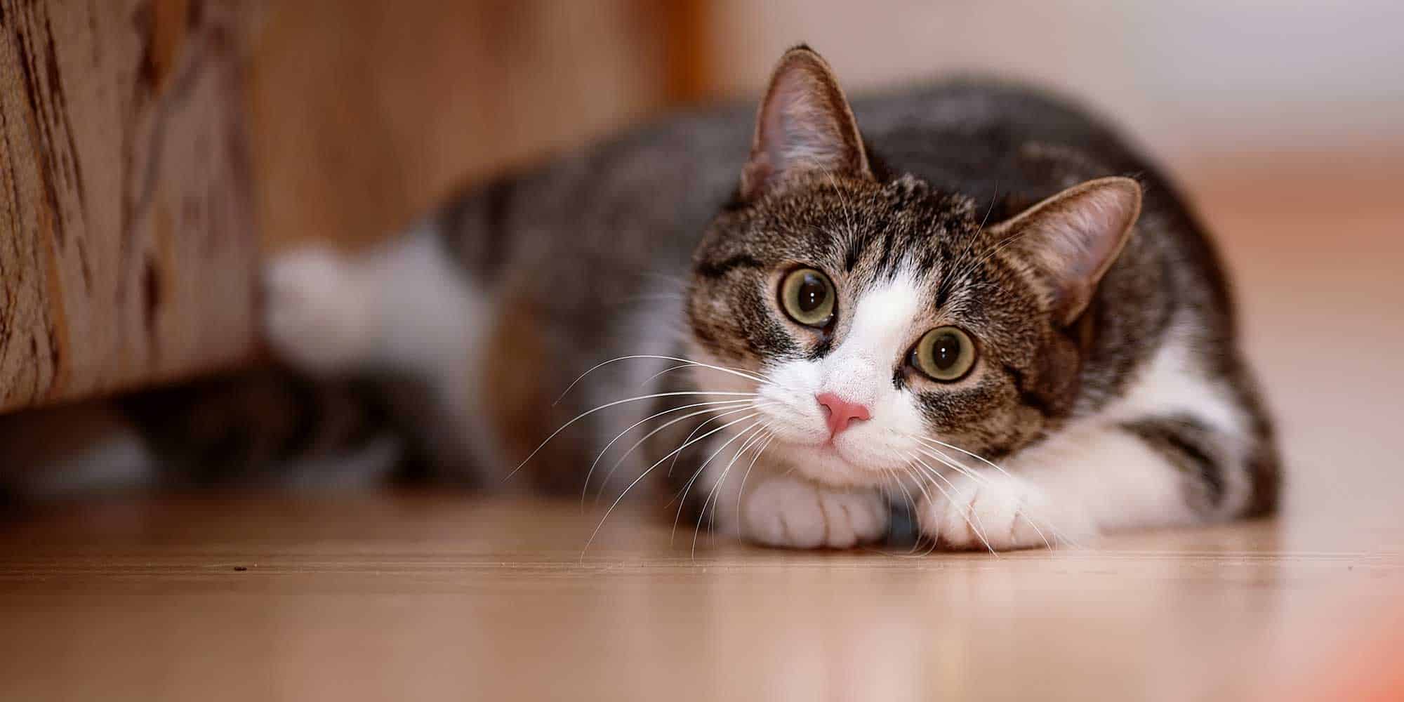 A cat on the ground