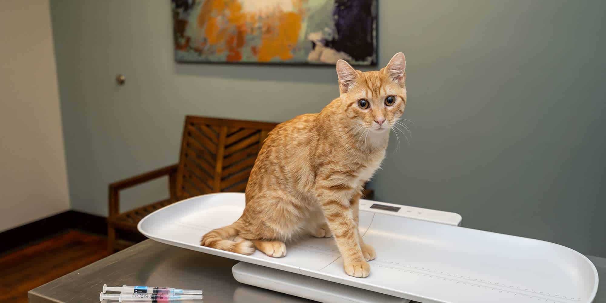 A cat in an exam room
